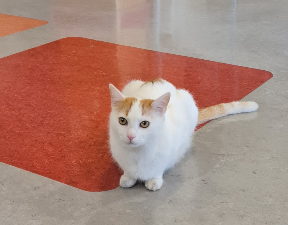 unser Kater MOGLI Wohnbereich II 